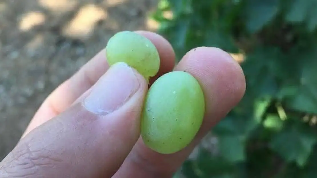 Salihli'de üreticilere kritik uyarı! Salkım güvesi için ilaçlama zamanı
