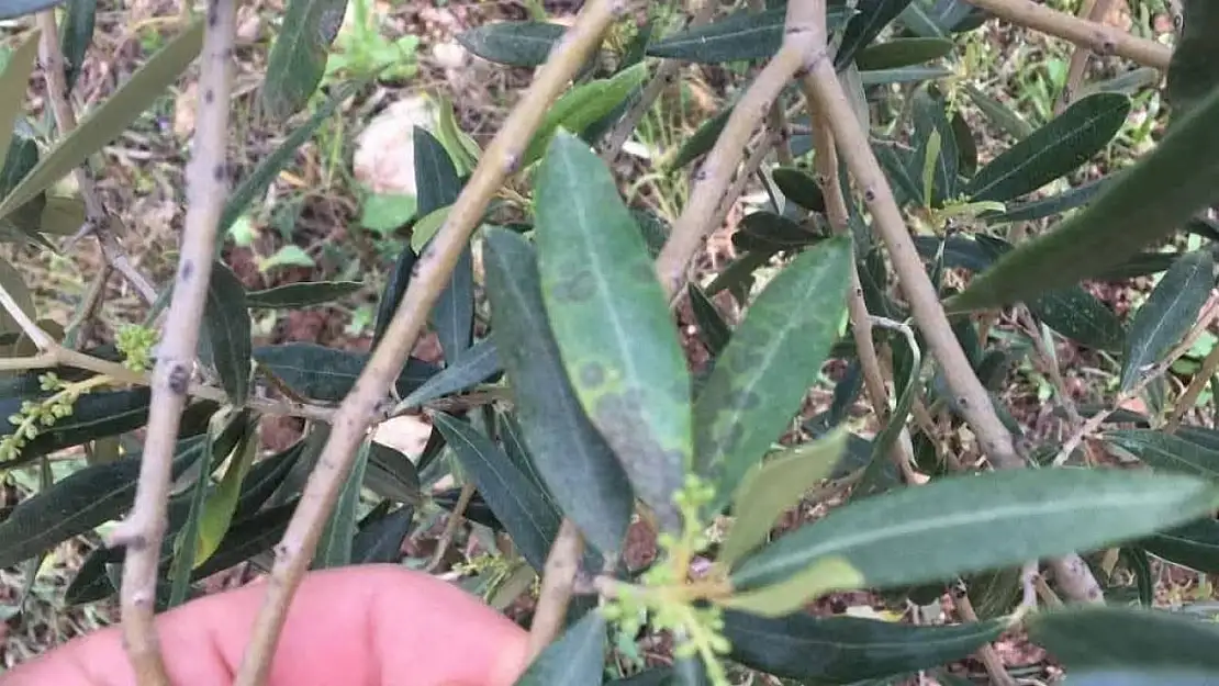 Salihli'de zeytin üreticilerine 'halkalı leke' uyarısı