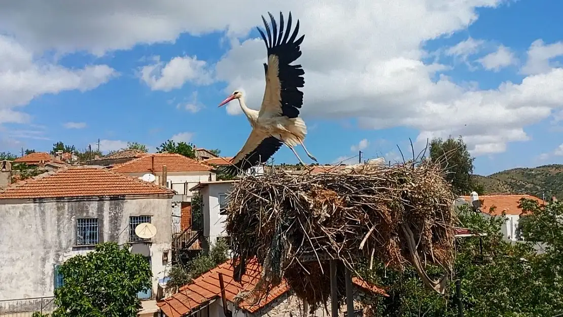 Saman ipleri leylekleri tehdit ediyor