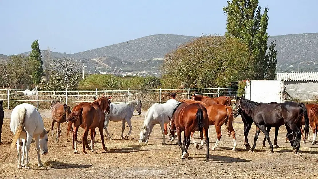 Şampiyon atlar Alaçatı'da yetişiyor