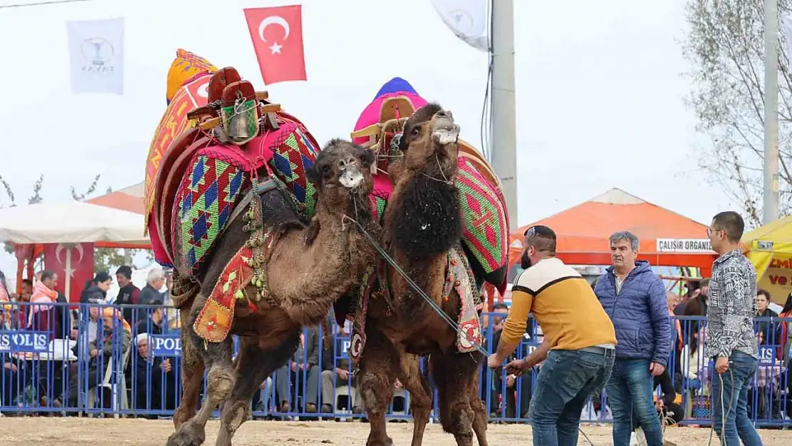 Şampiyon develer kozlarını Tavas arenasında paylaştı