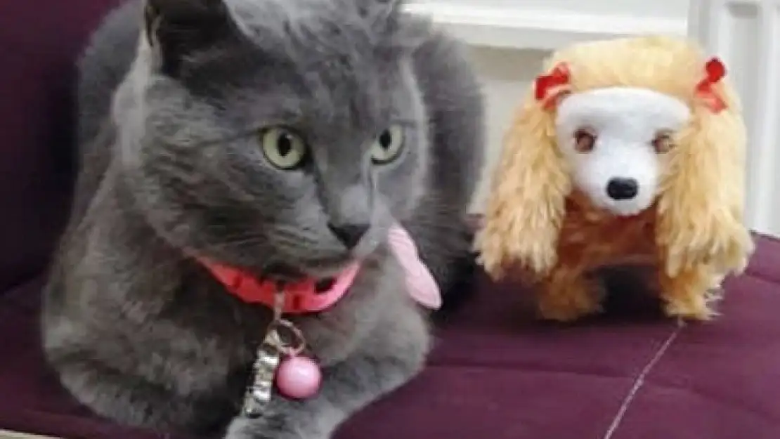Şanslı kedi Gümüş'e 4. doğum günü partisi