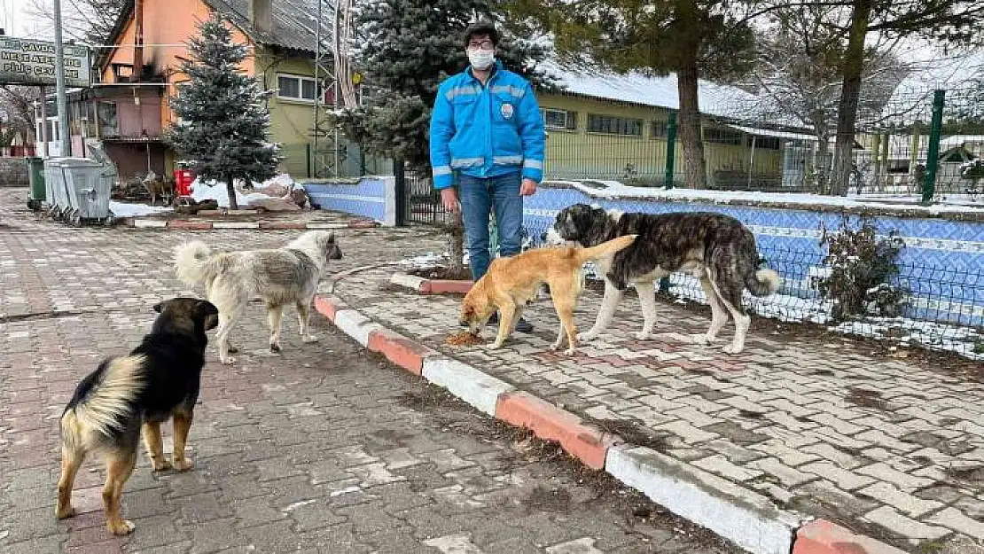 Şaphane'de sokak hayvanlarına mama desteği
