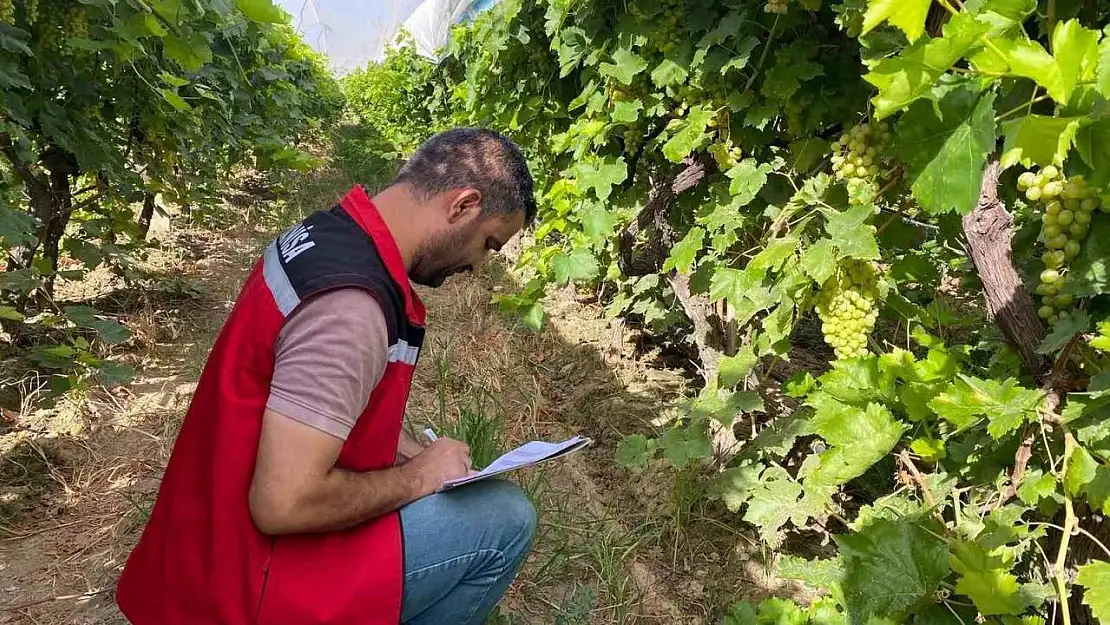 Sarıgöl'de 2025 yılı üzüm rekolte çalışmaları yapıldı