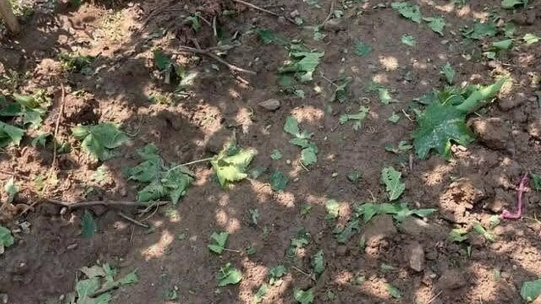 Sarıgöl'de dolu ve fırtına korkuttu