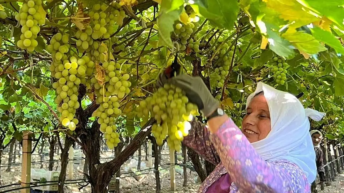 Sarıgöl'de kadın işçi yevmiyeleri 100 TL zamlandı