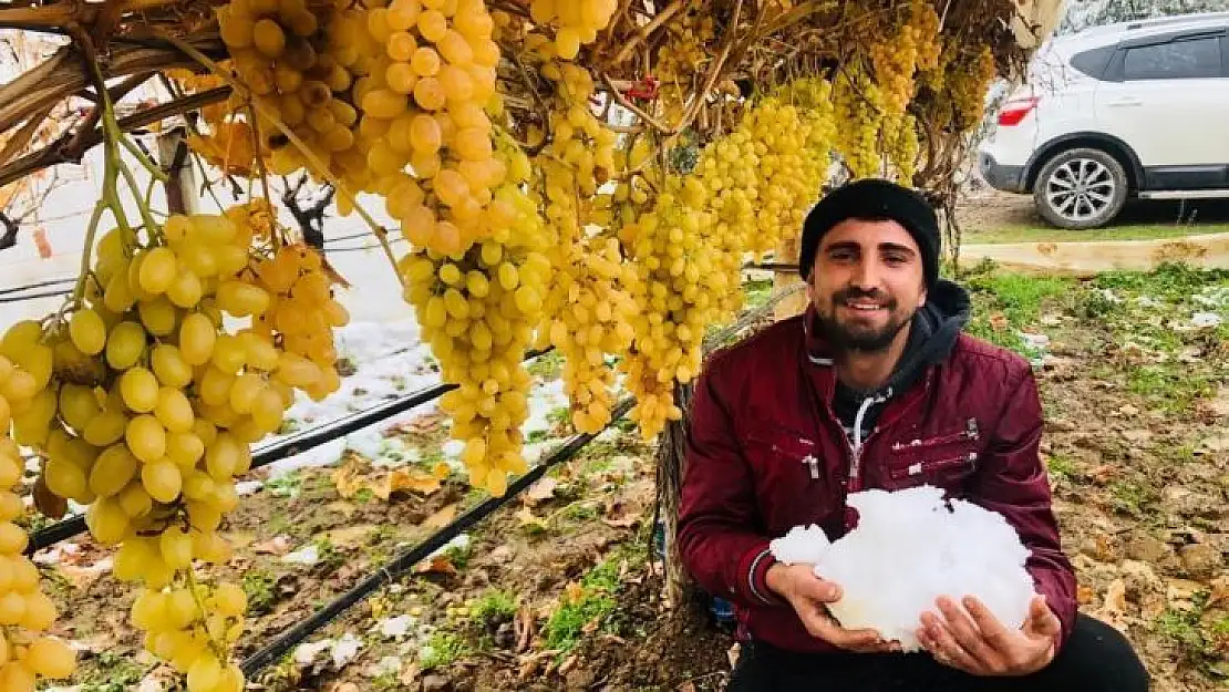 Sarıgöl'de kar altında üzüm hasadı