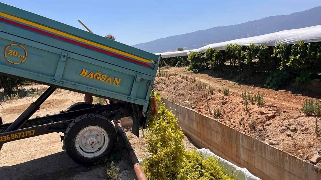 Sarıgöl'de şaraplık üzüm alımları başladı