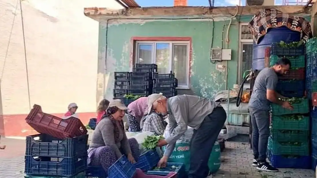 Sarıgöl'de taze yaprak alımları hız kazandı