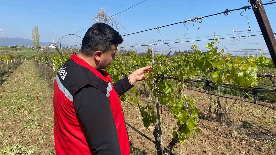 Sarıgöl'de üzüm bağlarını don vurdu