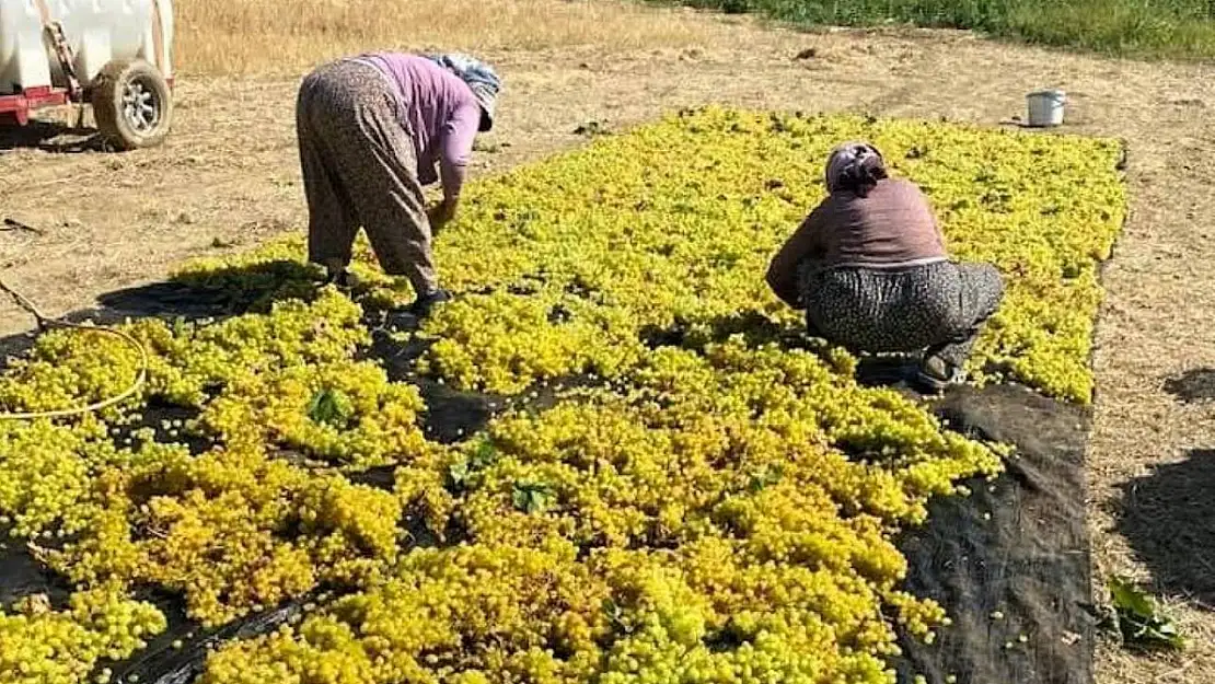 Sarıgöl'de üzüm kurutma çalışmaları başladı