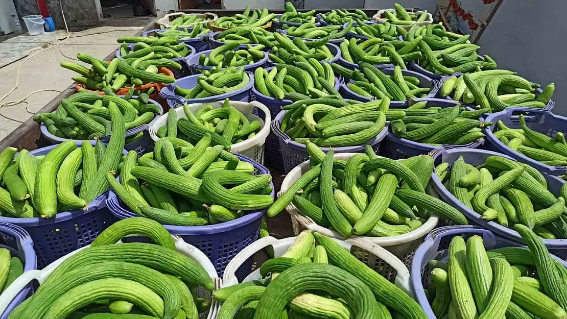 Sarıgöl'de yerli acur hasadına başladı