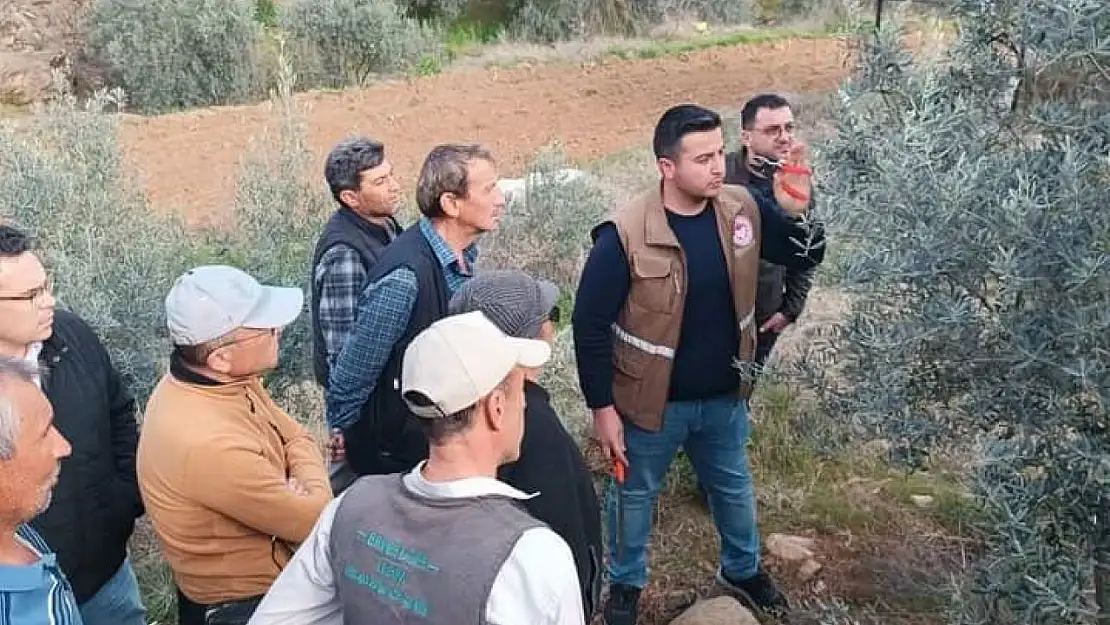 Sarıgöl'de zeytin budama eğitimi