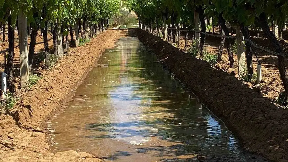 Sarıgöl üzüm bağlarında sulama dönemi başladı