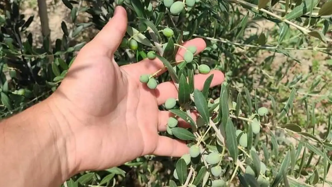 Sarıgöllü genç girişimci bodur zeytin türünü sevdirdi