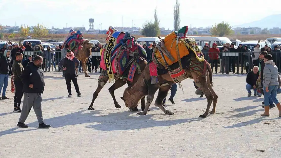 Saruhanlı'da deve güreşleri festivaline büyük ilgi