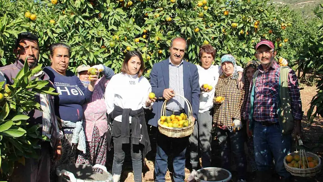 Satsuma mandalinanın ihracat yolculuğu 18 Ekim'de başlıyor