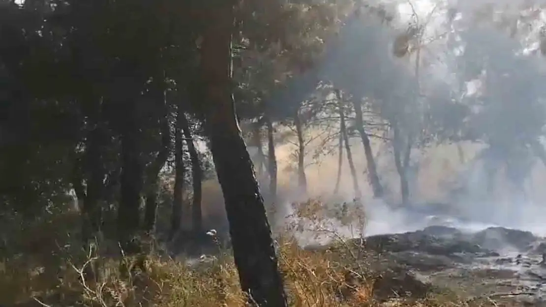 Savaştepe'de arazi yangını ormana sıçradı