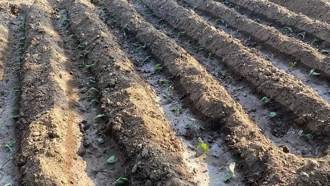 Sebze fiyatlarındaki artış vatandaşın üretimini artırdı
