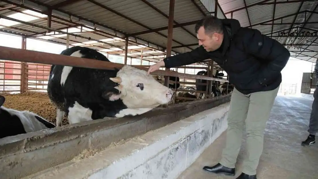 Seferihisar'da 150 üreticinin süt krizi çözüldü: Sütleri Tarım Kredi Kooperatifi satın alacak