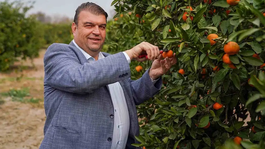 Seferihisar'da Mandalina Şenliği heyacanı