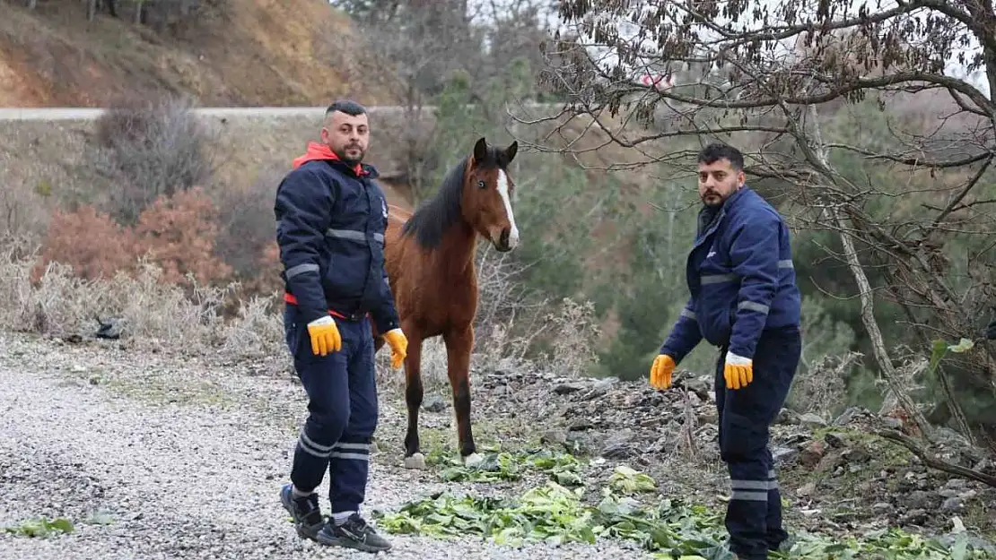 Şehzadeler Belediyesi'nden yılkı atlarına kış desteği