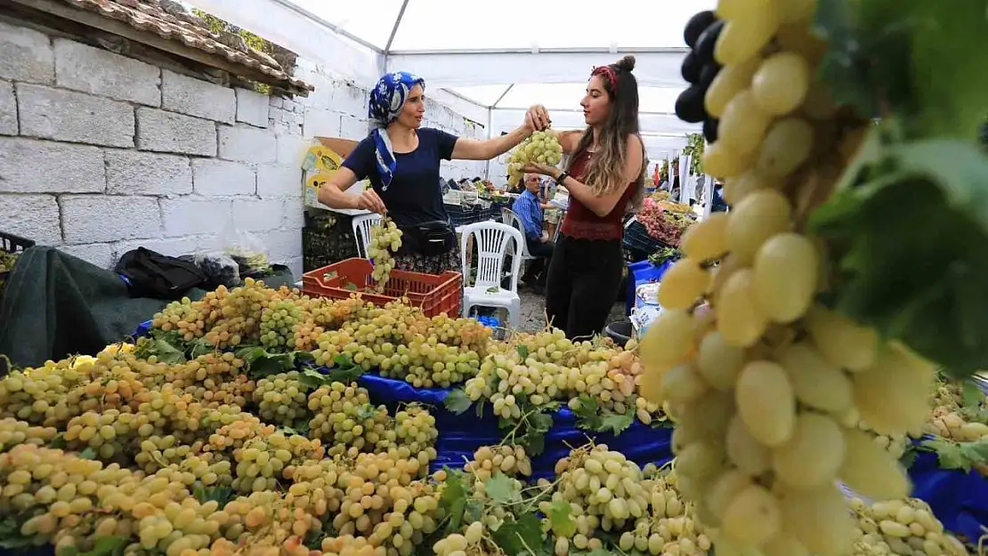 Selçuk Gökçealan üzüm şenliğine hazırlanıyor