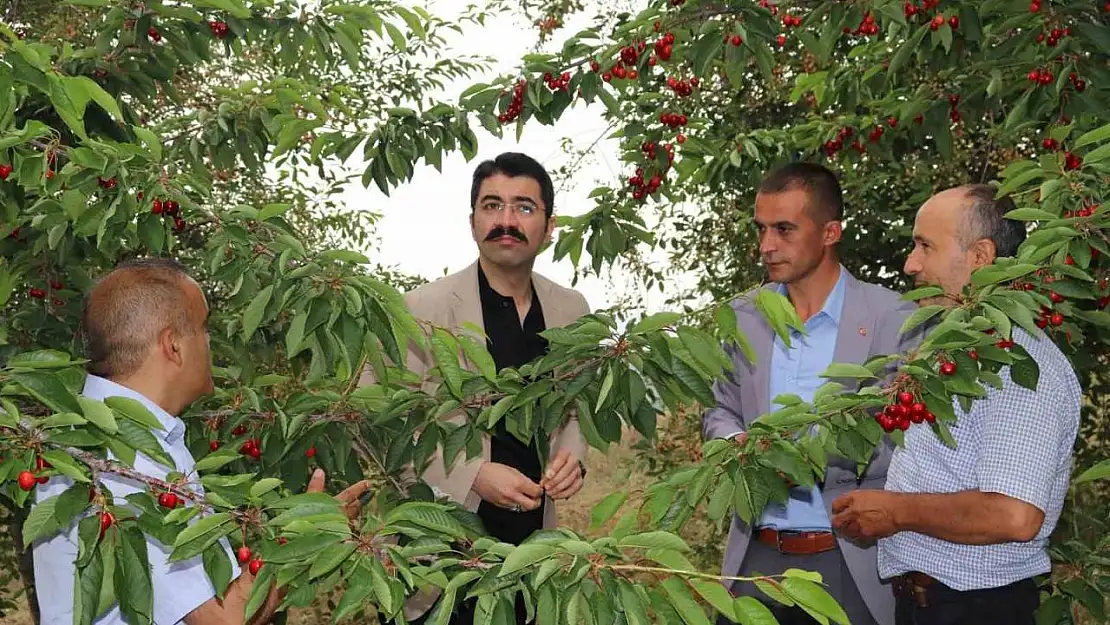 Selendi'de kiraz hasadı devam ediyor