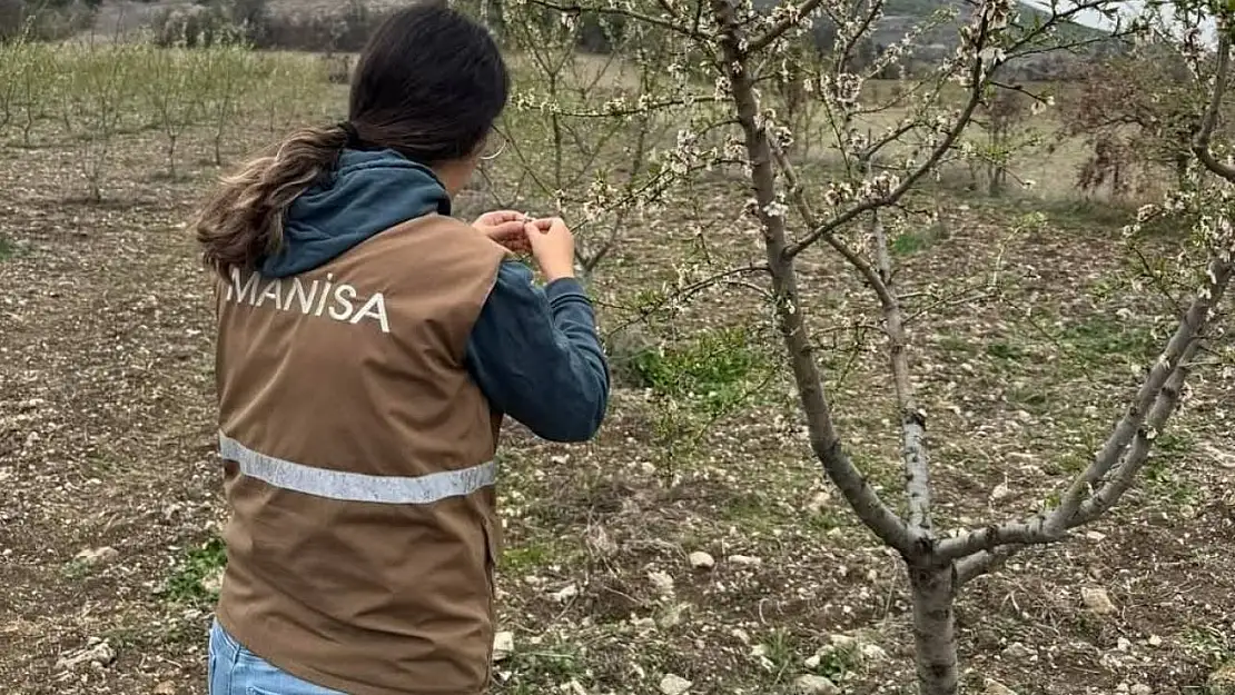 Selendi'de zirai don için hasar tespit çalışmaları başladı