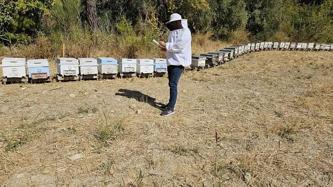 Seydikemer'de arılı kovan tespit çalışmaları devam ediyor