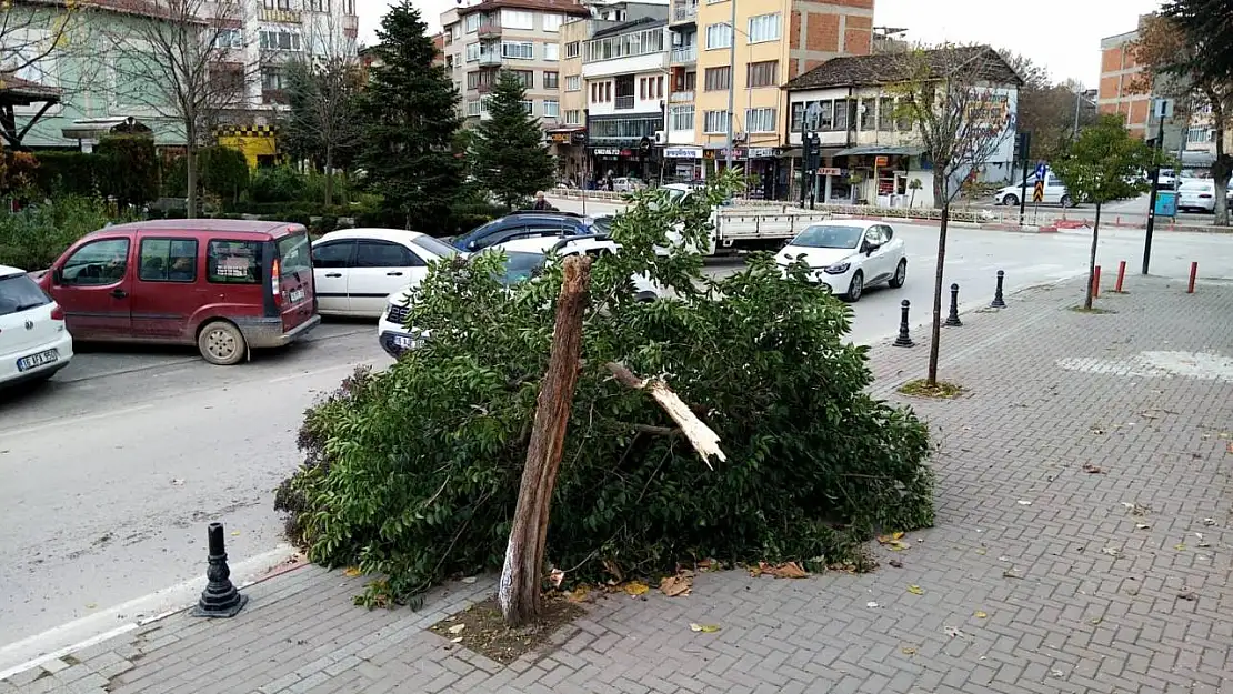 Şiddetli lodos ağacı yerle bir etti