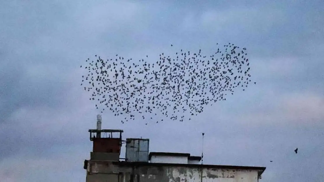 Sığırcık kuşlarının gün doğumu dansı görenleri mest etti