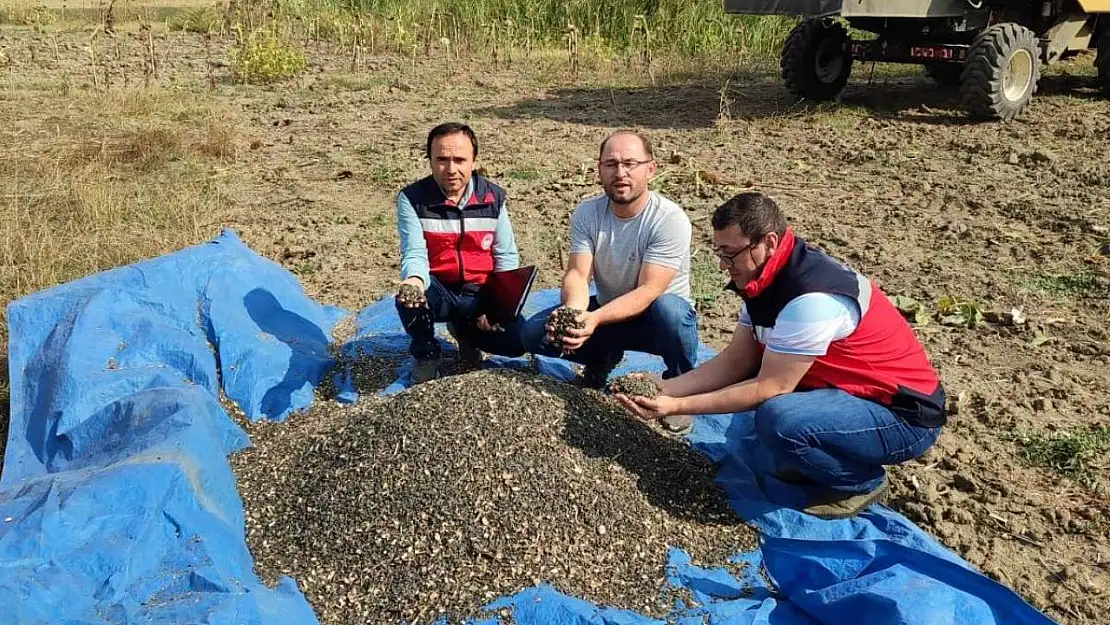 Simav'da yağlık ayçiçeği hasadına başlandı