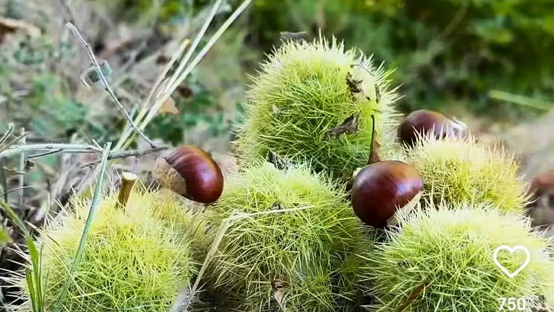 Simav'ın Kara Elması kestane hasadı başladı