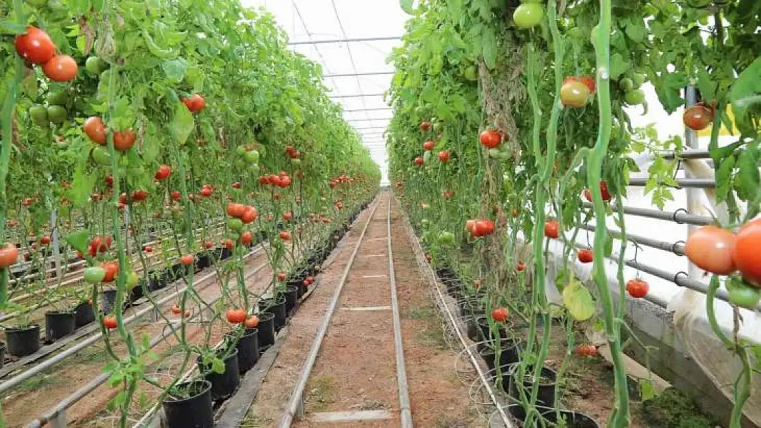 Simav Jeotermal Sera TDİOSB'de bin 500 kişiye istihdam imkanı
