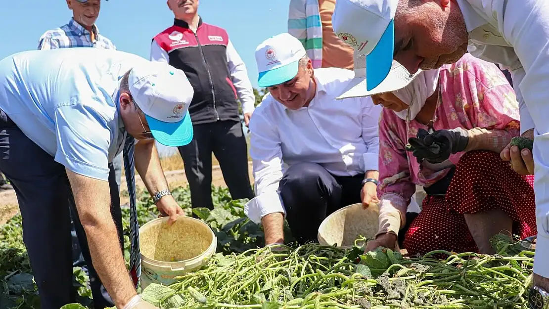 Sındırgı'da Vali İsmail Ustaoğlu kornişon hasadına katıldı