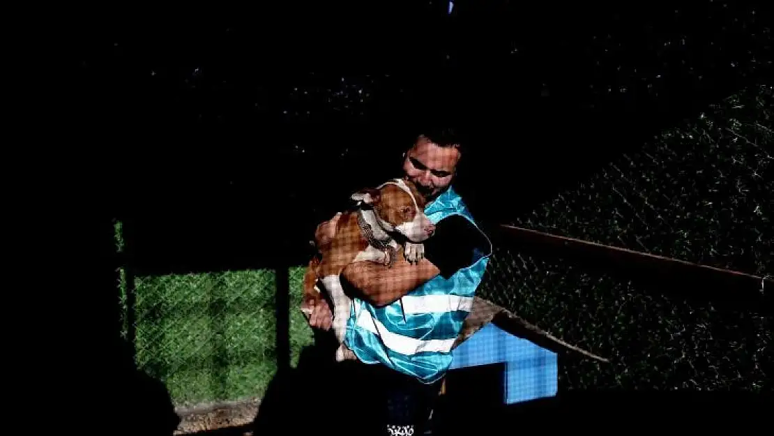 Sokağa bırakılan pitbullar ile dost oldu...Onların sokağa terk edilmesini istemiyor