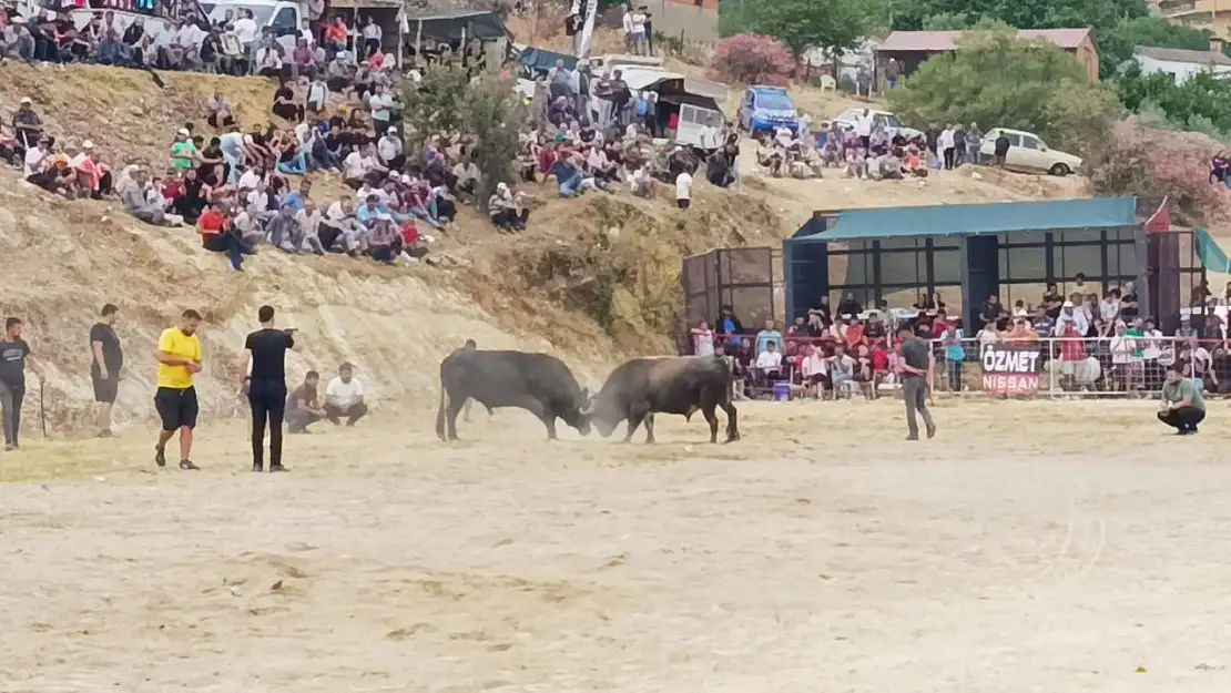 Söke'de boğa güreşi heyecanı