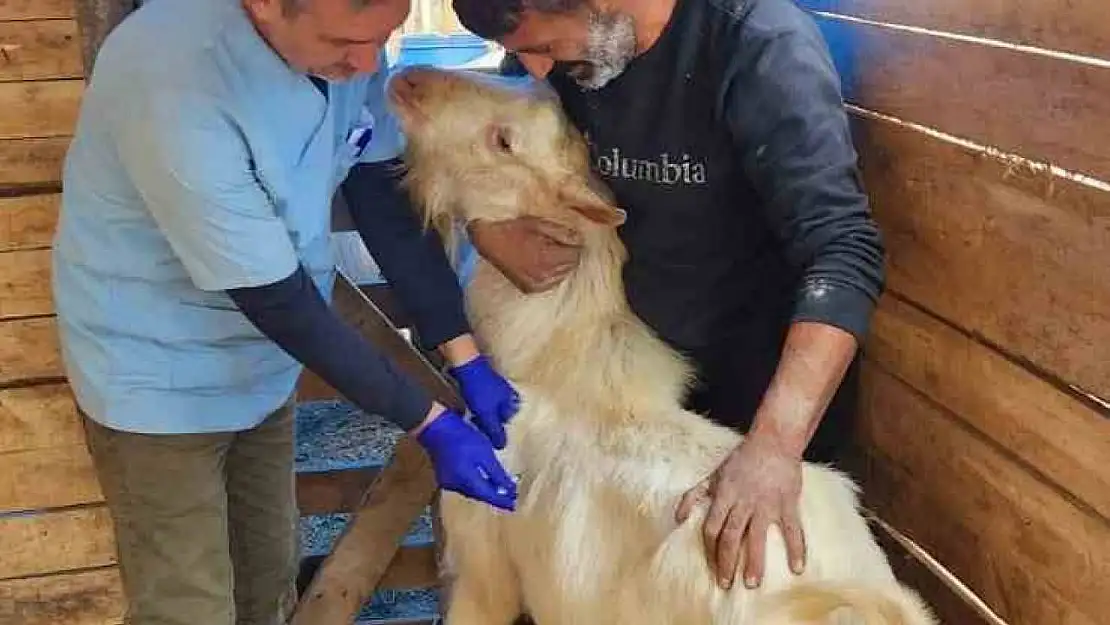 Söke'de küçükbaş hayvanlara veba aşısı yapıldı