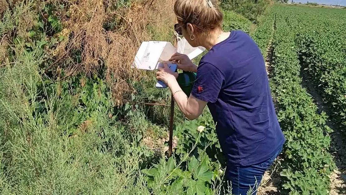 Söke'de zararlı sinek tuzakları kontrol edildi