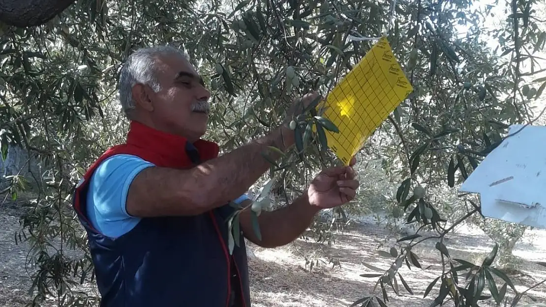 Söke'de zeytin sineği tuzağı kontrolleri sürüyor