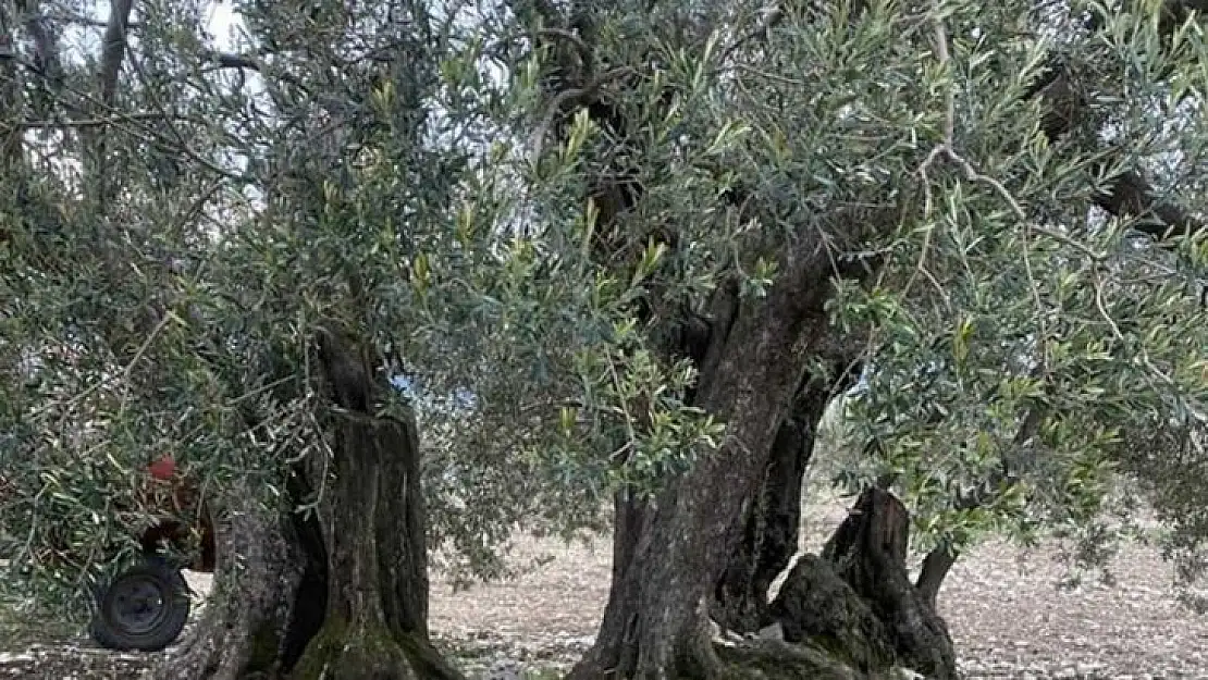 Soma'da 3 zeytin ağacına 'Anıt Ağaç' tescili