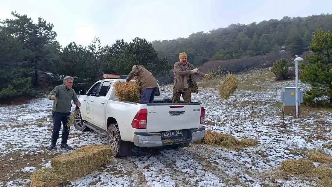 Spil'de yaban hayatı unutulmadı