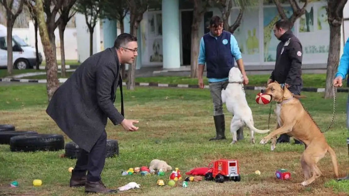 Suça karışmış köpekler oyuncaklarla rehabilite ediliyor