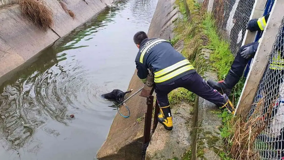 Sulama kanalına düşen köpeğin imdadına öğrenciler yetişti