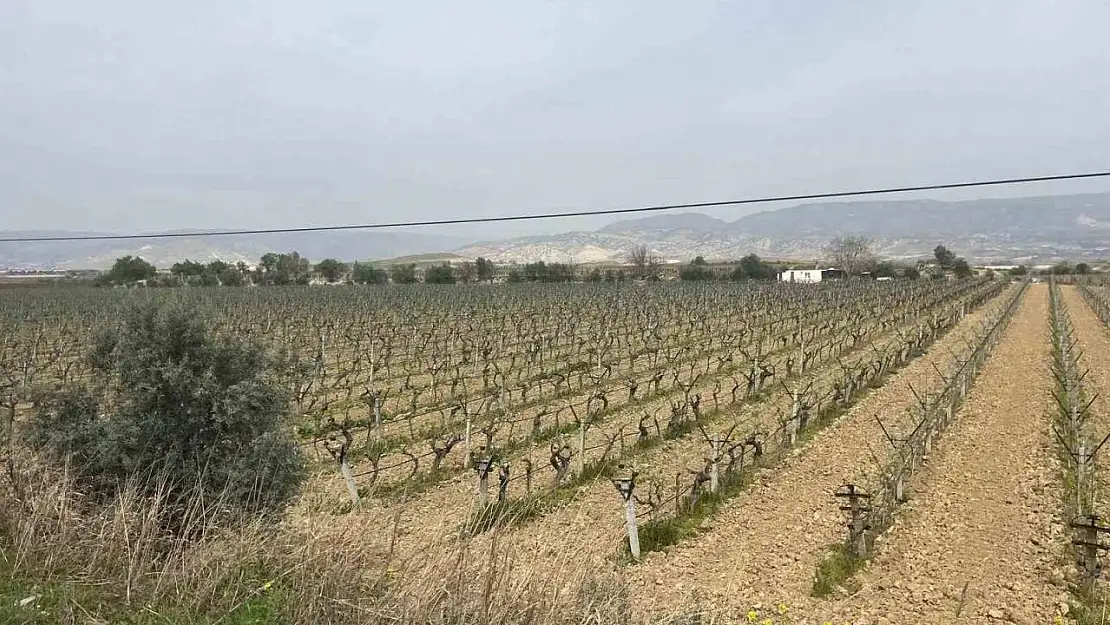 Sultaniye üzüm bağlarına bahar erken geldi