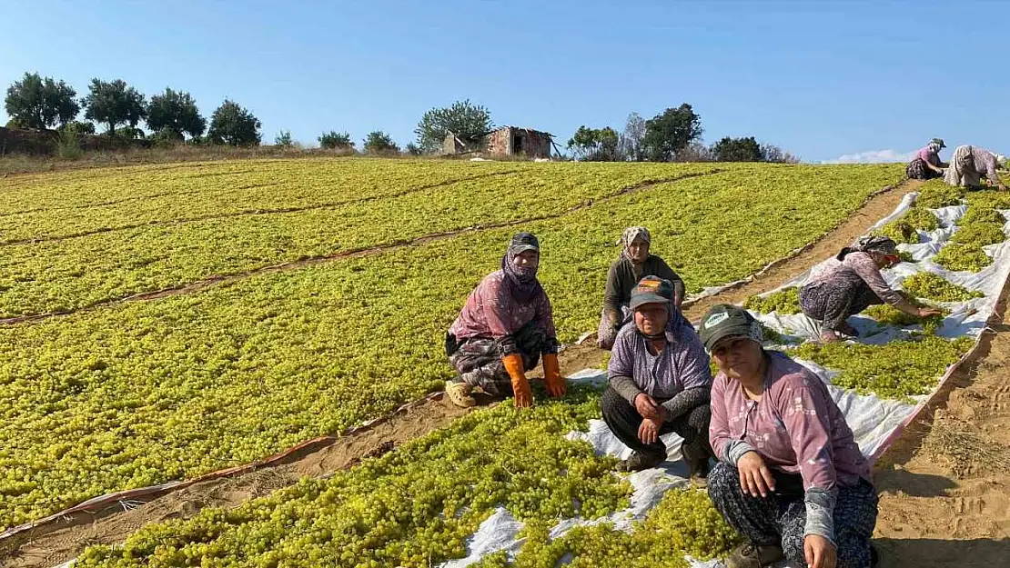 Sumalık üzümde fiyat düştü üreticiler kurutmaya yöneldi