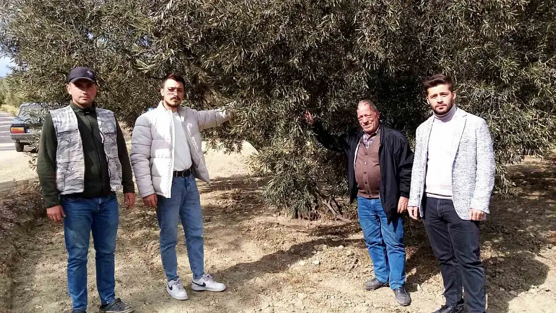 Susuzluk zeytin ağaçlarını da etkiledi