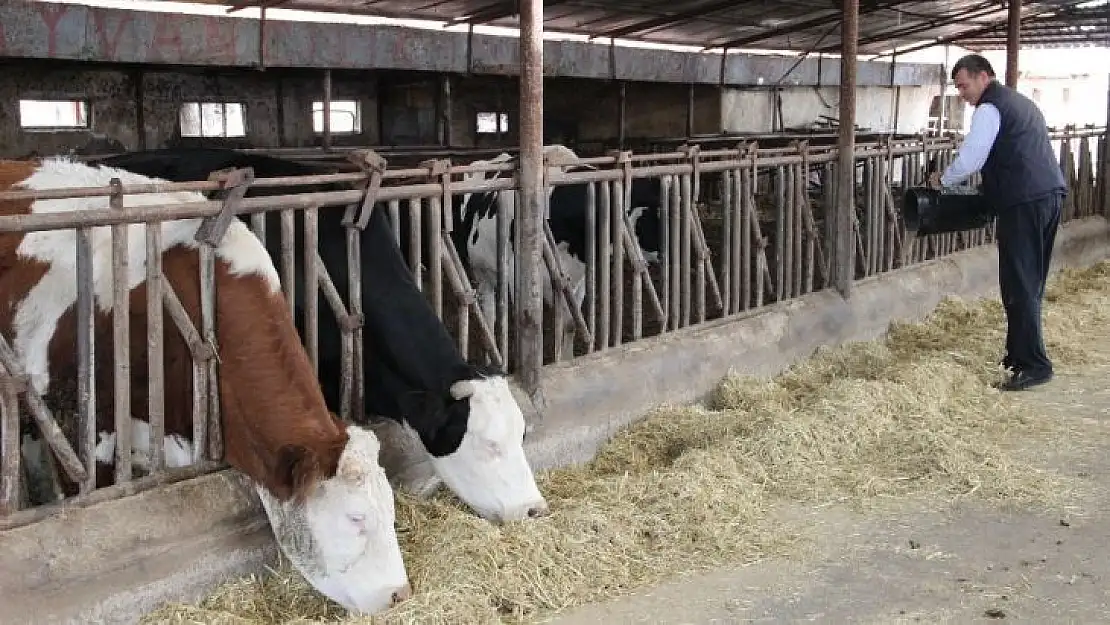 Sütün kaymağını zincir marketler ve aracılar yiyor