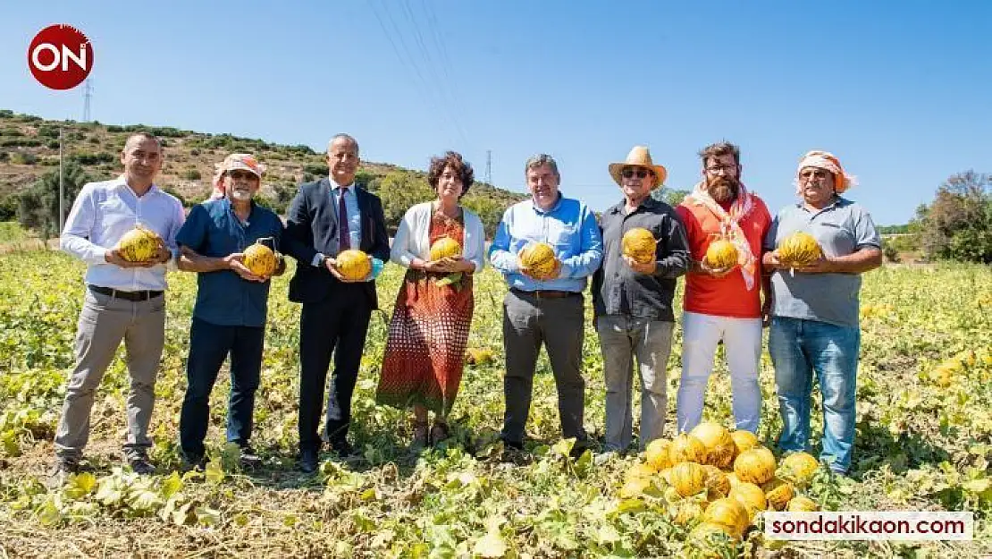 Tadı, dayanıklılığı, aromasıyla meşhur Çeşme kavunu tescillendi